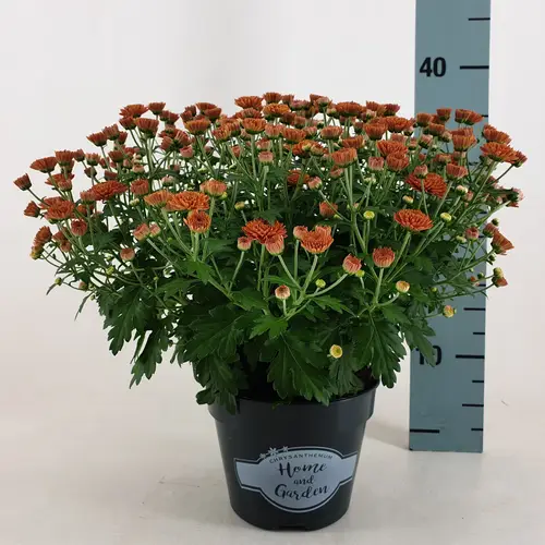 Chrys.Kugel dunkel orange Jasado T15 H030