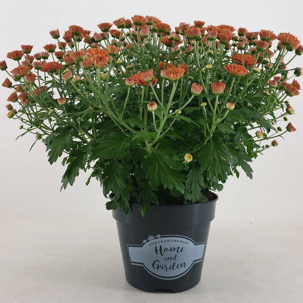 Chrysantheme Kugel dunkel orange Jasado T15 H030