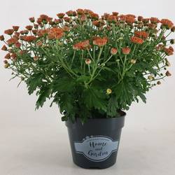 Chrysantheme Kugel dunkel orange Jasado T15 H030