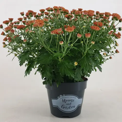 Chrysantheme Kugel dunkel orange Jasado T15 H030