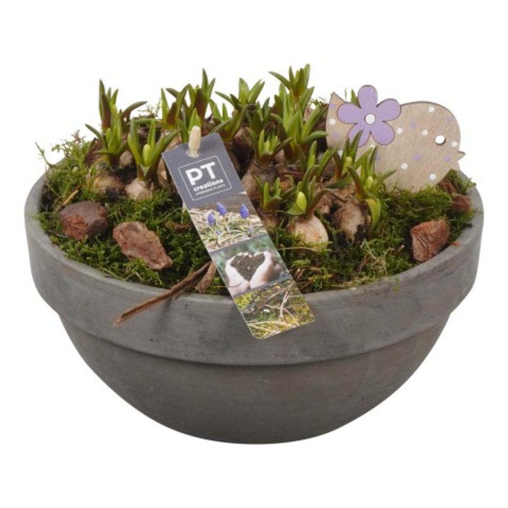 Muscari.Arr PTMB2554 T23 H20