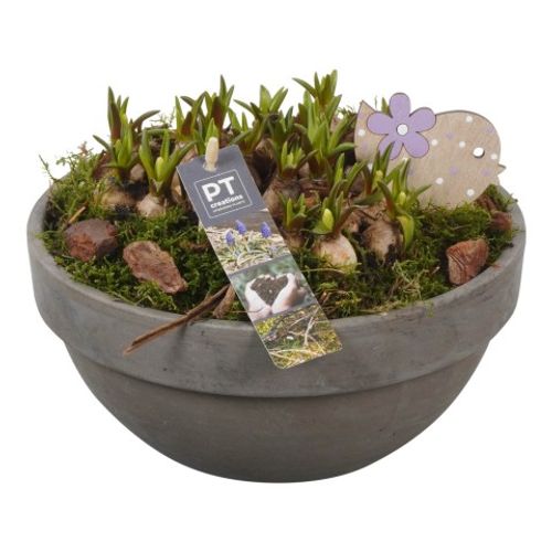 Muscari.Arr PTMB2554 T23 H20