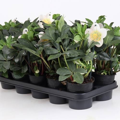 Helleborus Niger T12 H025