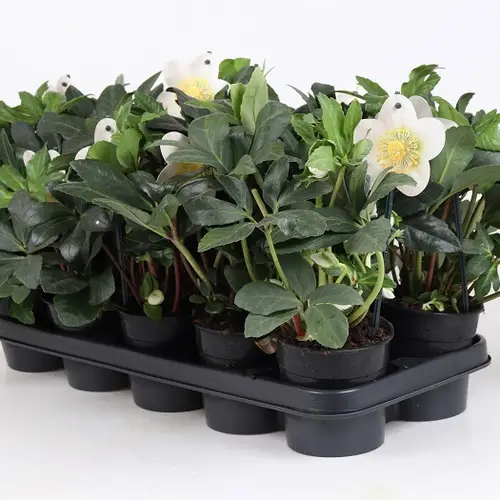 Helleborus Niger T12 H025