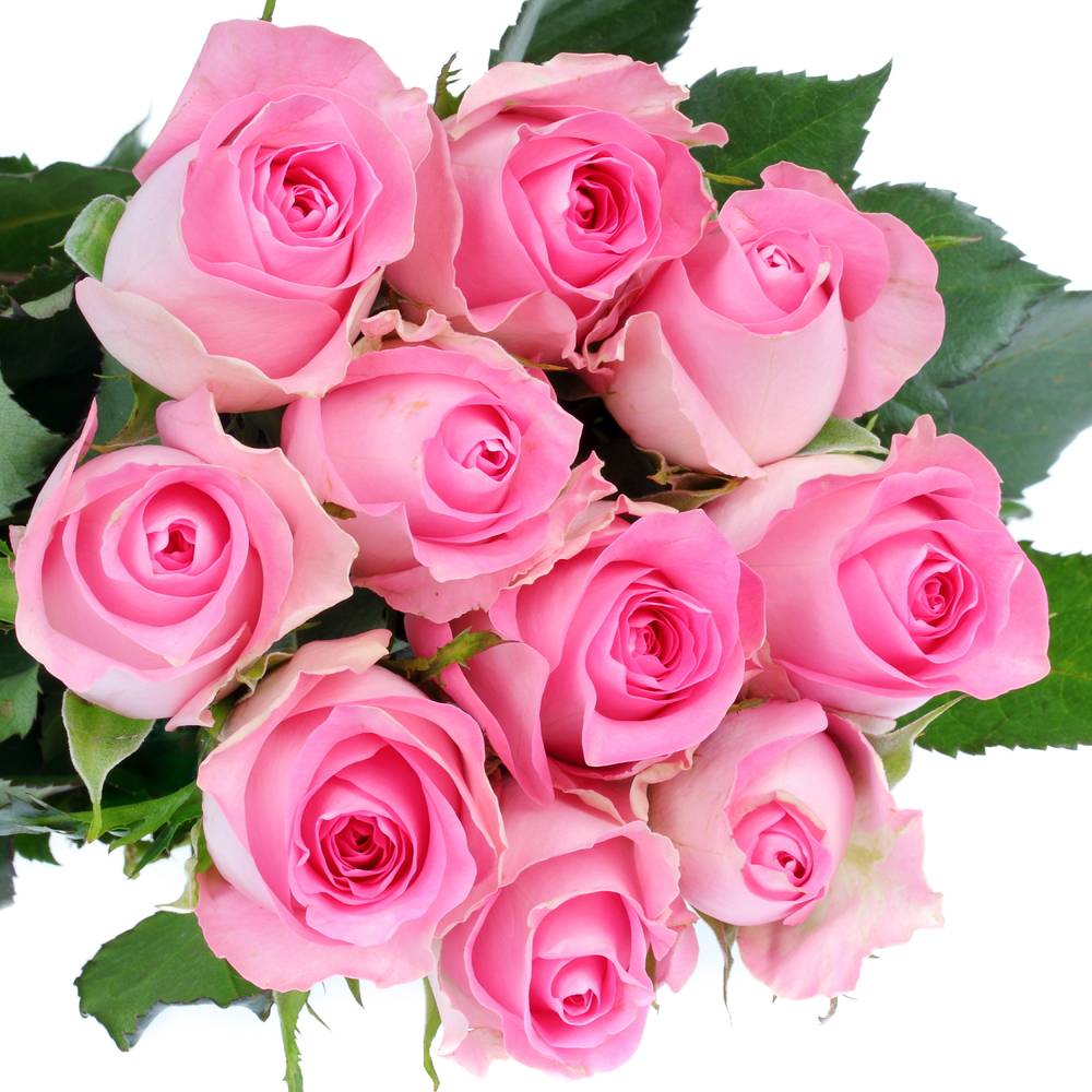 Rose rosa Revival 50cm