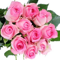 Rose rosa Revival 50cm