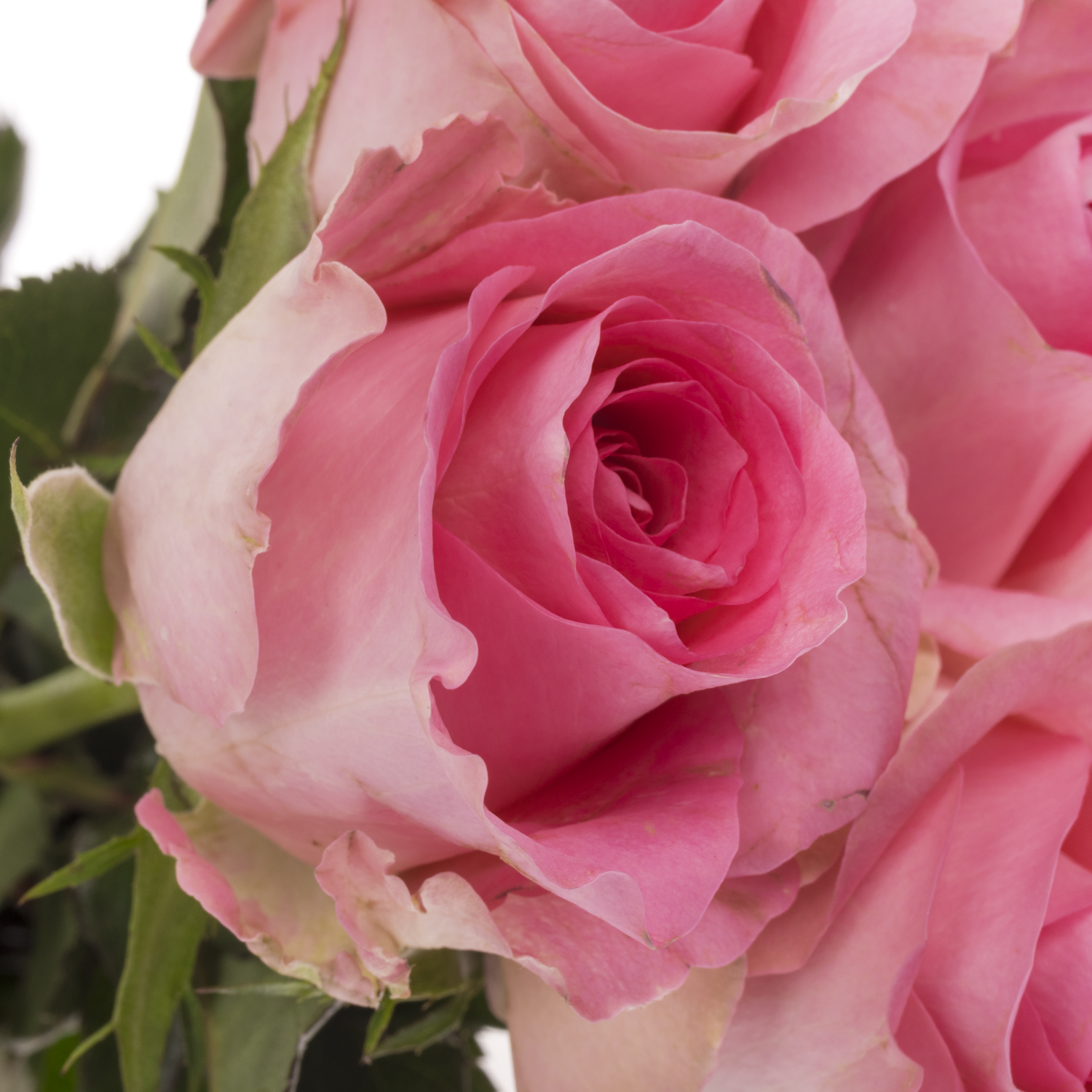 Rose rosa Revival 50cm