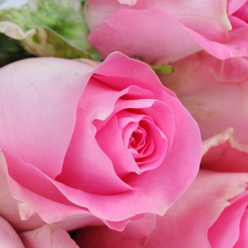 Rose rosa Revival 50cm