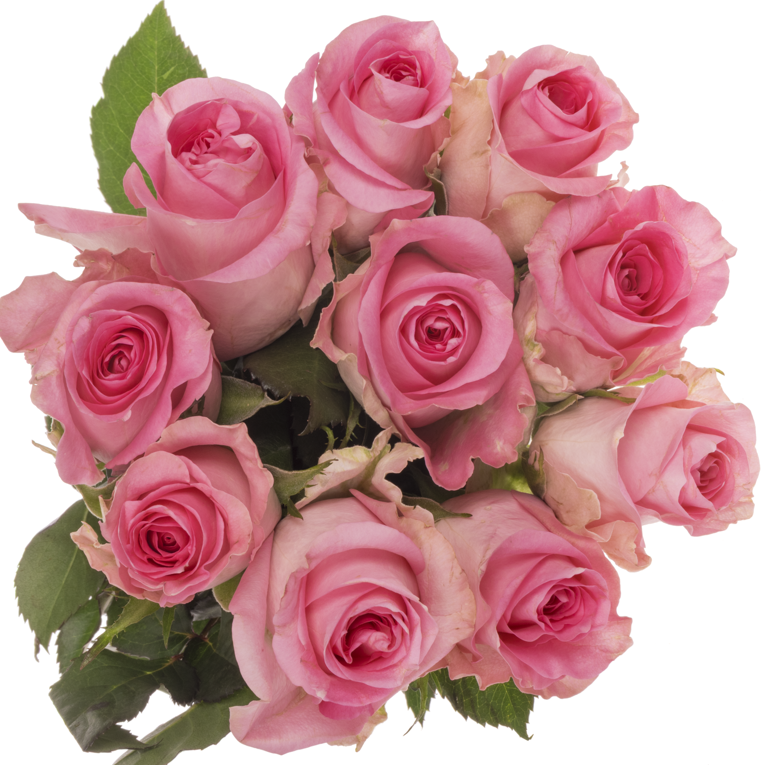 Rose rosa Revival 50cm