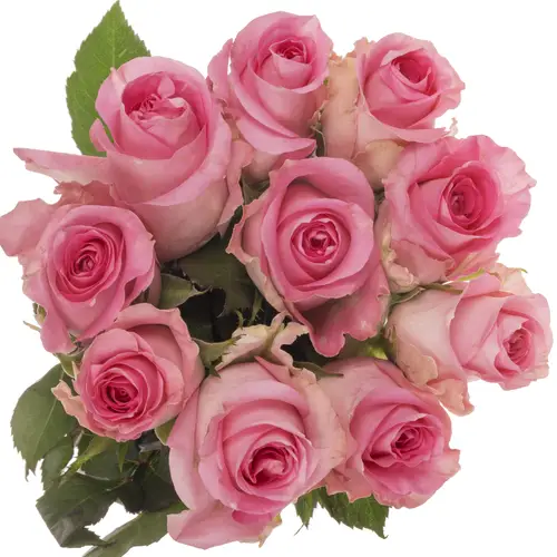 Rose rosa Revival 50cm