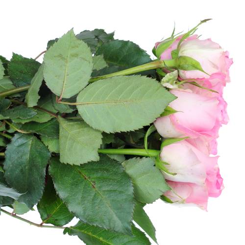 Rose rosa Revival 50cm