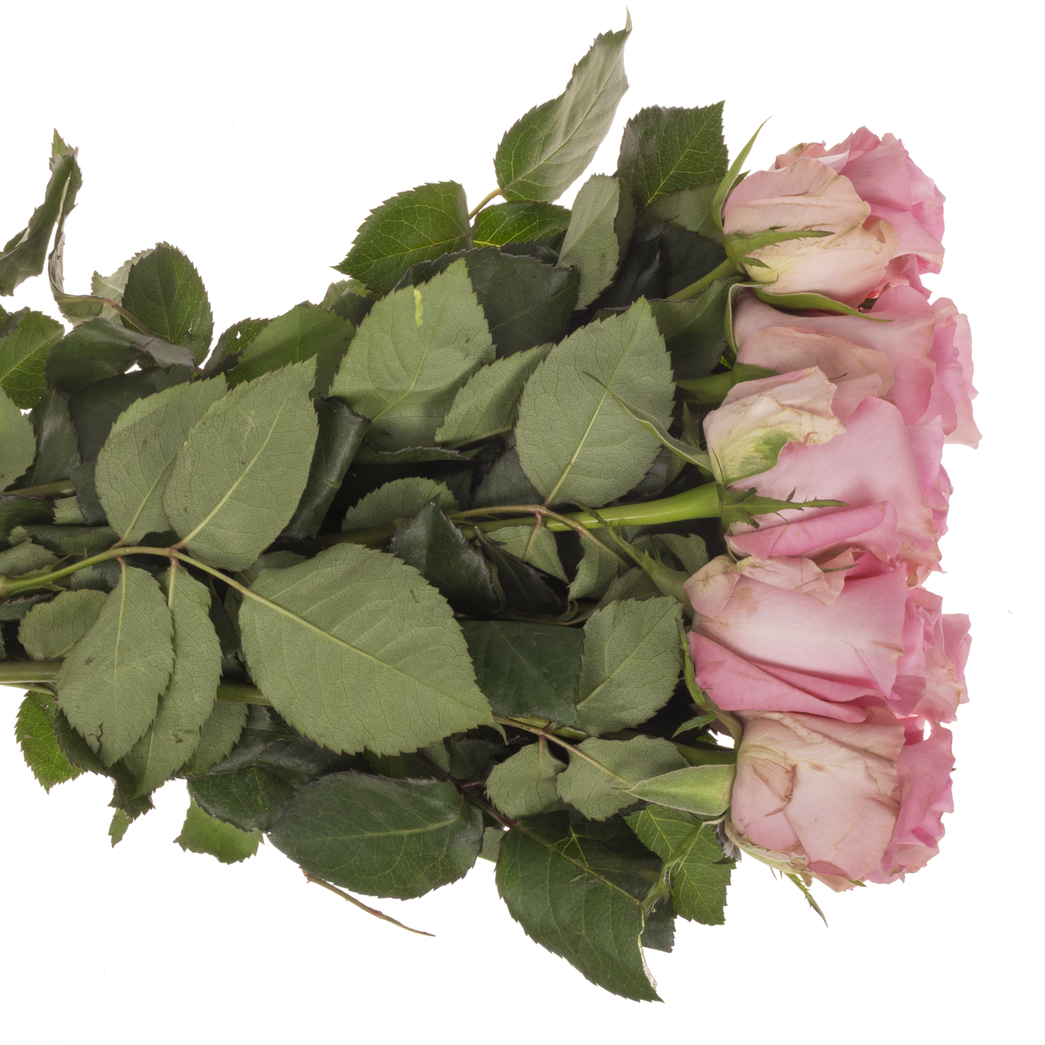 Rose rosa Revival 50cm