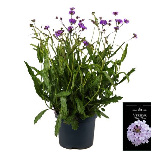 Verbena Rigida milka T19 H055