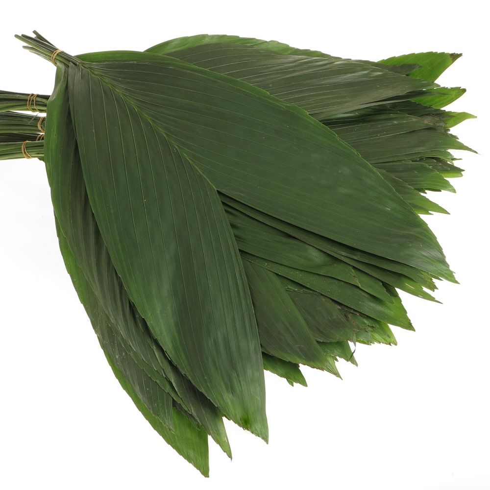 Hasenohren Blatt grün XXL 50cm