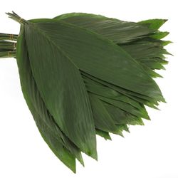 Hasenohren Blatt grün XXL 50cm