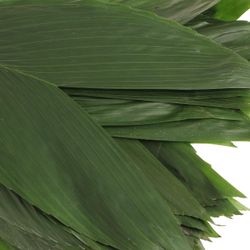 Hasenohren Blatt grün XXL 50cm