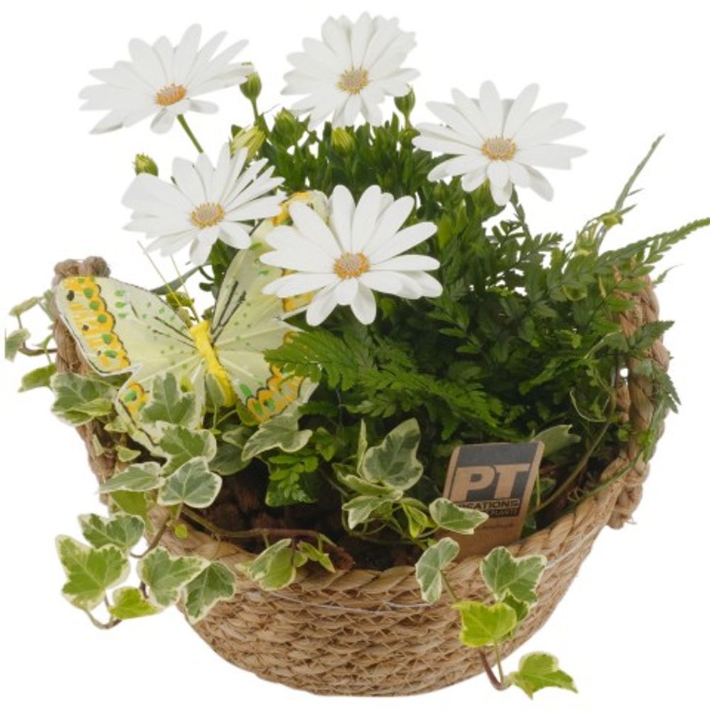 Garten Arr3801 T20 H22