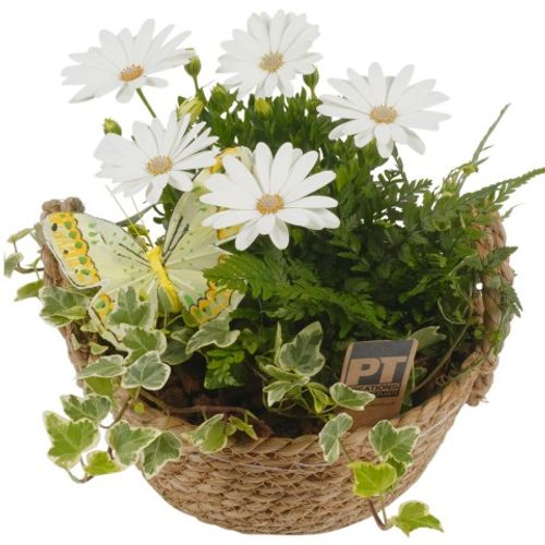 Garten Arr3801 T20 H22