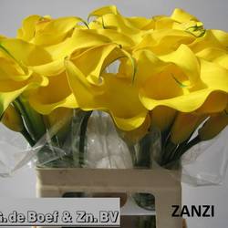 Calla gelb Zanzi 60cm