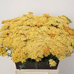 Achillea apricot Terra Cotta 45cm