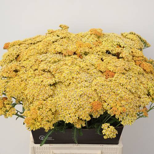 Achillea apricot Terra Cotta 45cm
