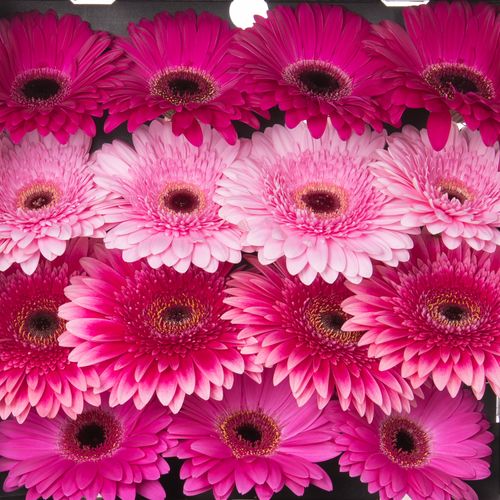Gerbera mix lila Romance