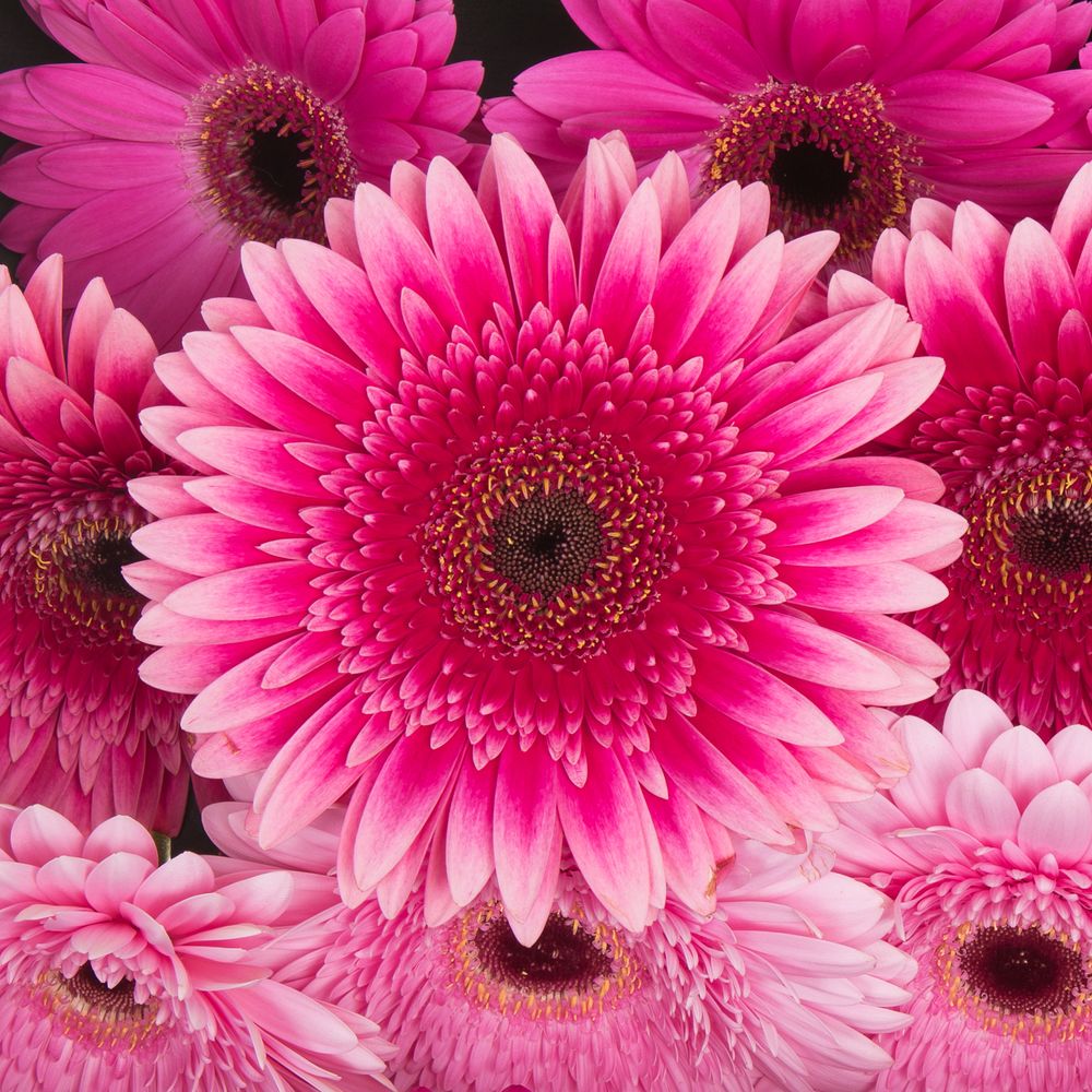 Gerbera mix lila Romance