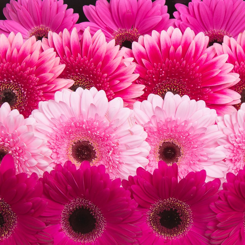 Gerbera mix lila Romance