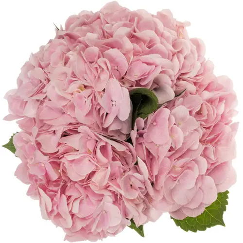 Hortensie rosa Force Pink Bol 18cm 60cm