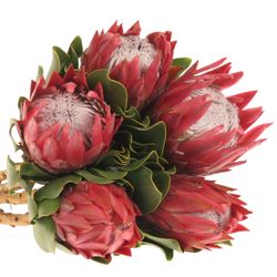 Protea rot Rex 40cm