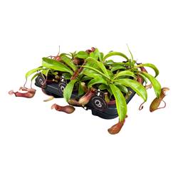 Nepenthes Alata T12 H017