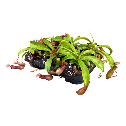 Nepenthes Alata T12 H017