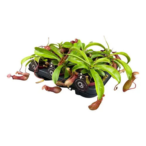 Nepenthes Alata T12 H017