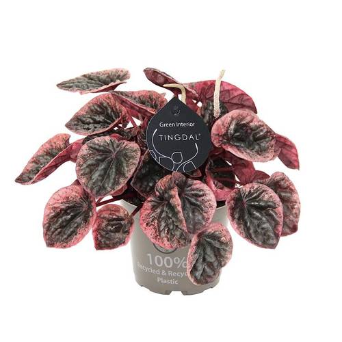 Peperomia Caperata Abricos T12 H025