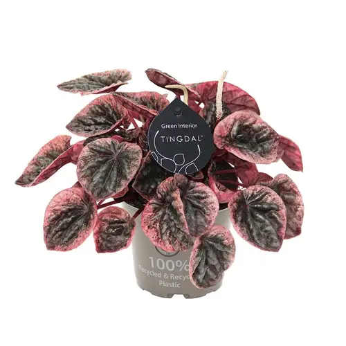 Peperomia Caperata Abricos T12 H025