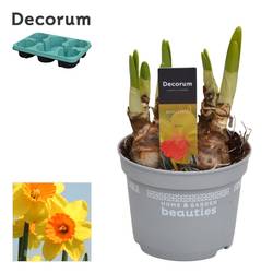 Narzisse 5er gelb/orange Monal T12 H017