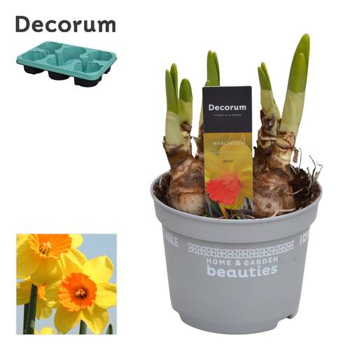 Narzisse 5er gelb/orange Monal T12 H017