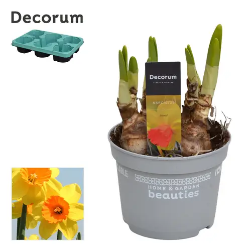 Narzisse 5er gelb/orange Monal T12 H017