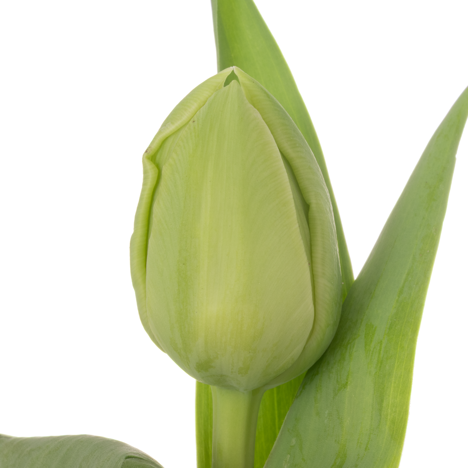 Tulpe creme Avantgarde 40 Gramm