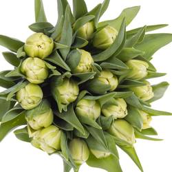 Tulpe creme Avantgarde 40 Gramm