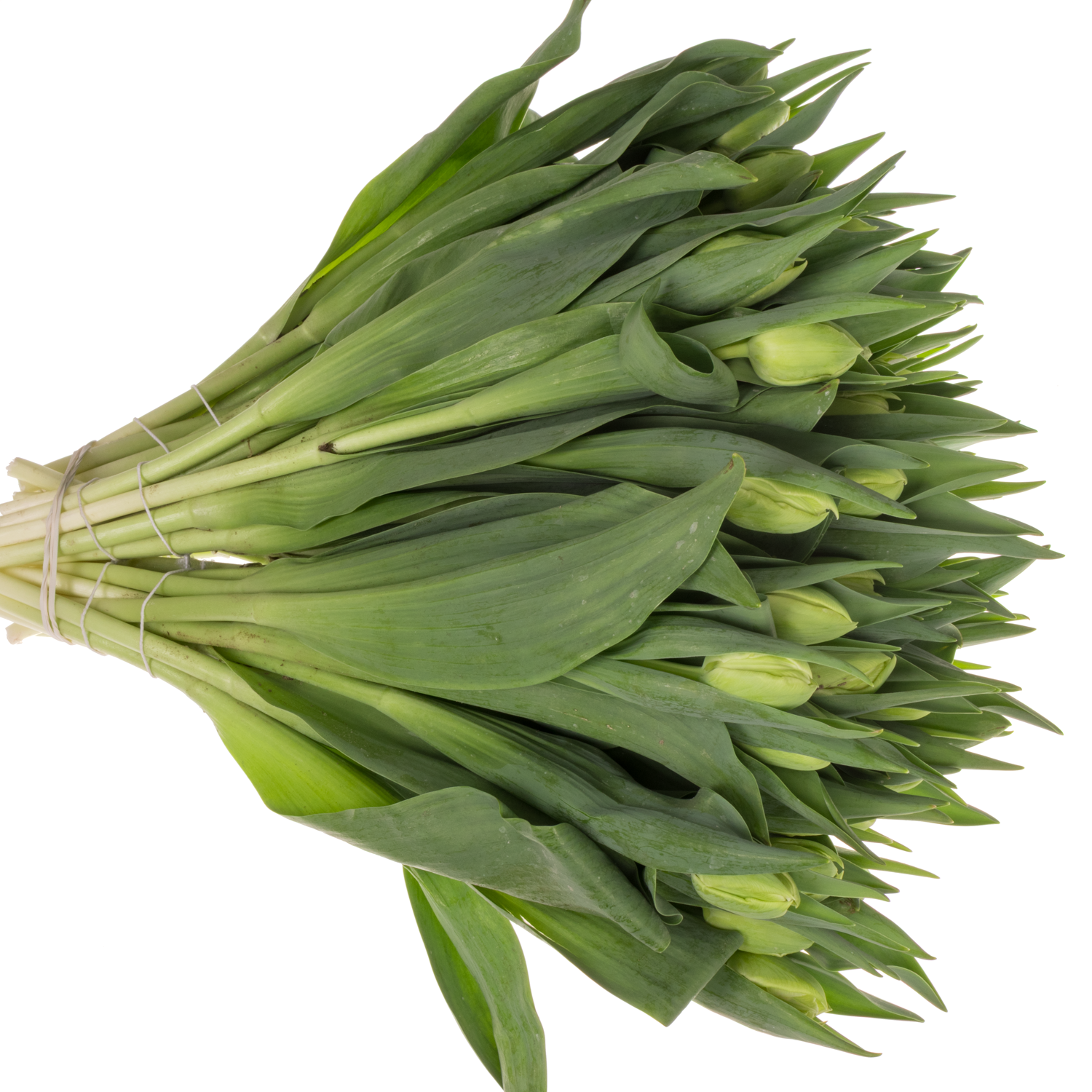 Tulpe creme Avantgarde 40 Gramm