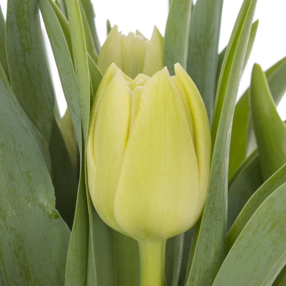 Tulpe creme Avantgarde 40 Gramm