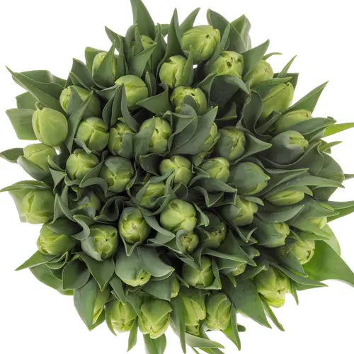 Tulpe creme Avantgarde 40 Gramm