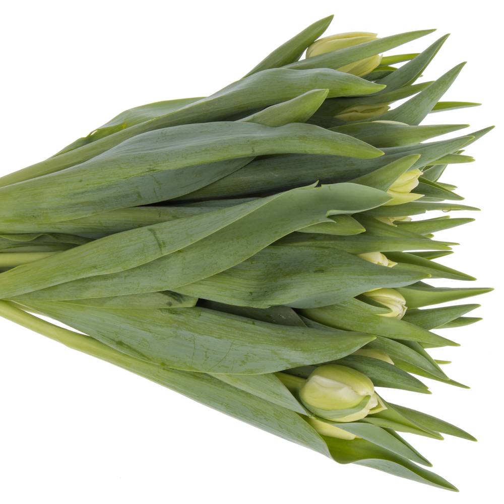 Tulpe creme Avantgarde 40 Gramm