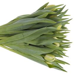 Tulpe creme Avantgarde 40 Gramm