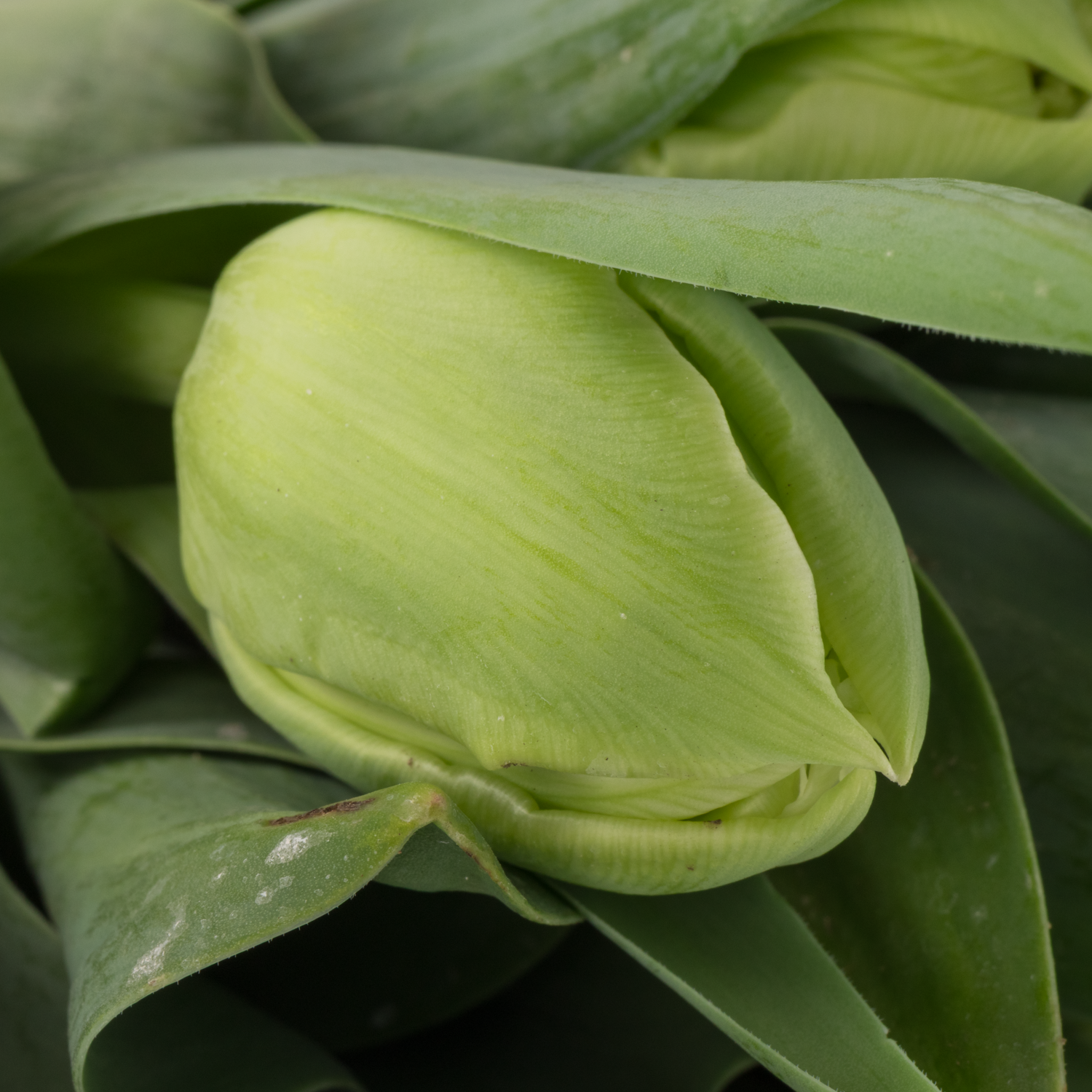 Tulpe creme Avantgarde 40 Gramm