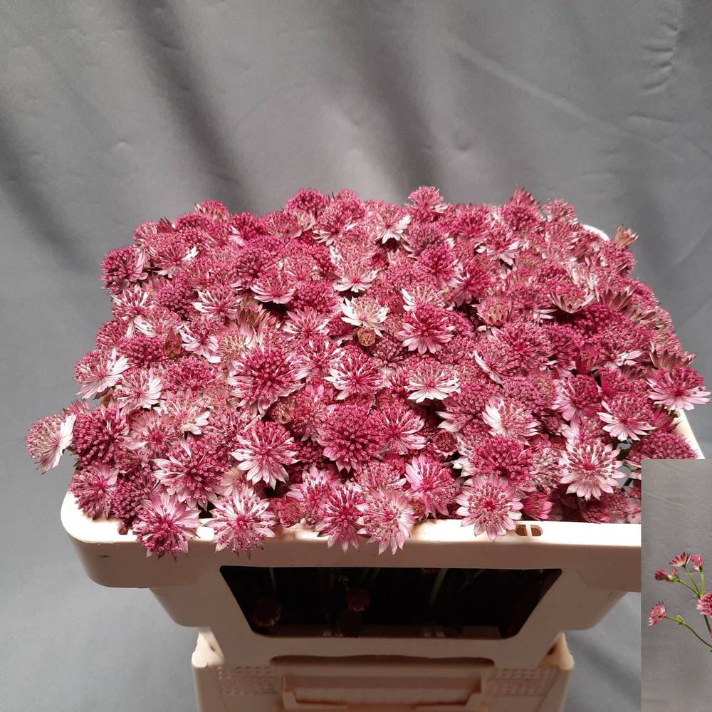 Astrantia Romana 50cm