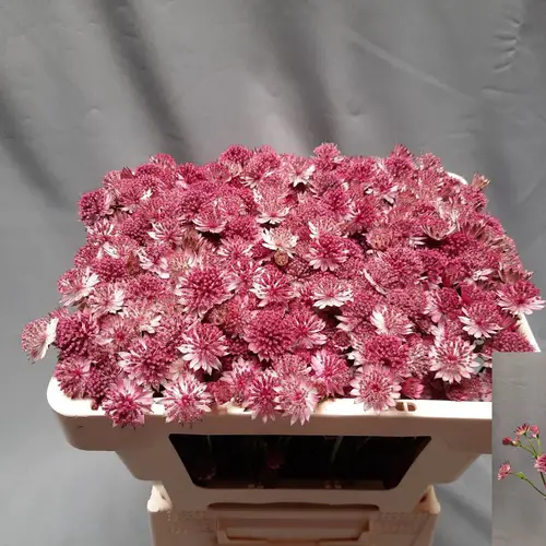 Astrantia Romana 50cm