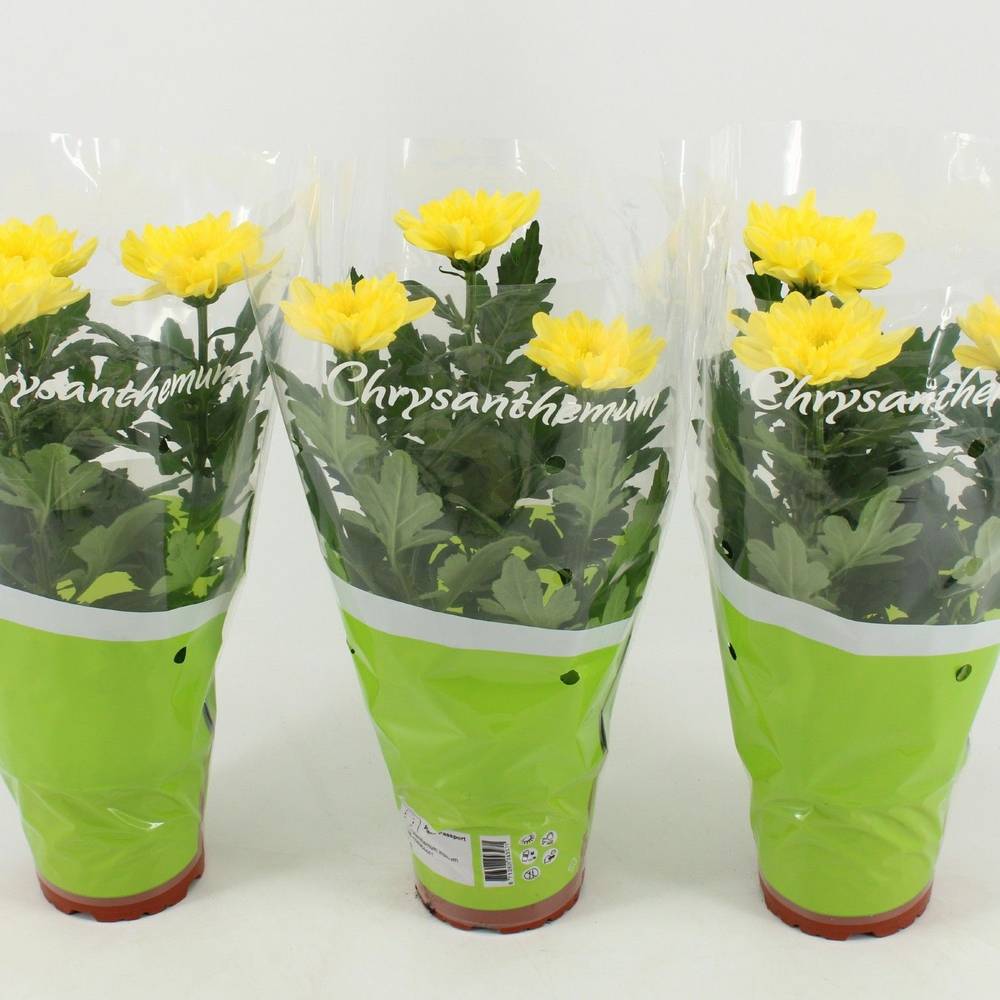Chrysantheme Zembla gelb T12 H030