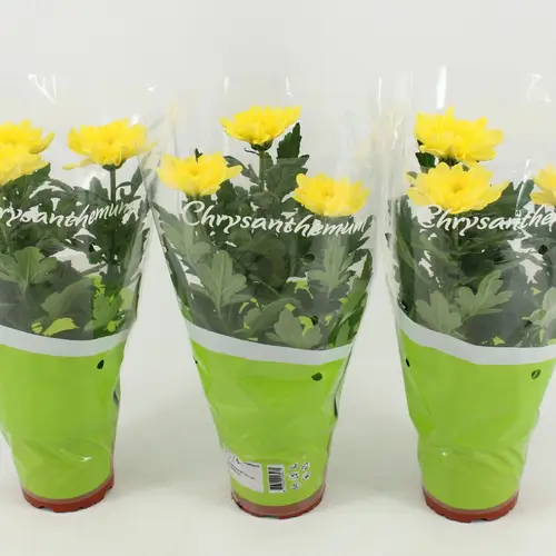 Chrysantheme Zembla gelb T12 H030